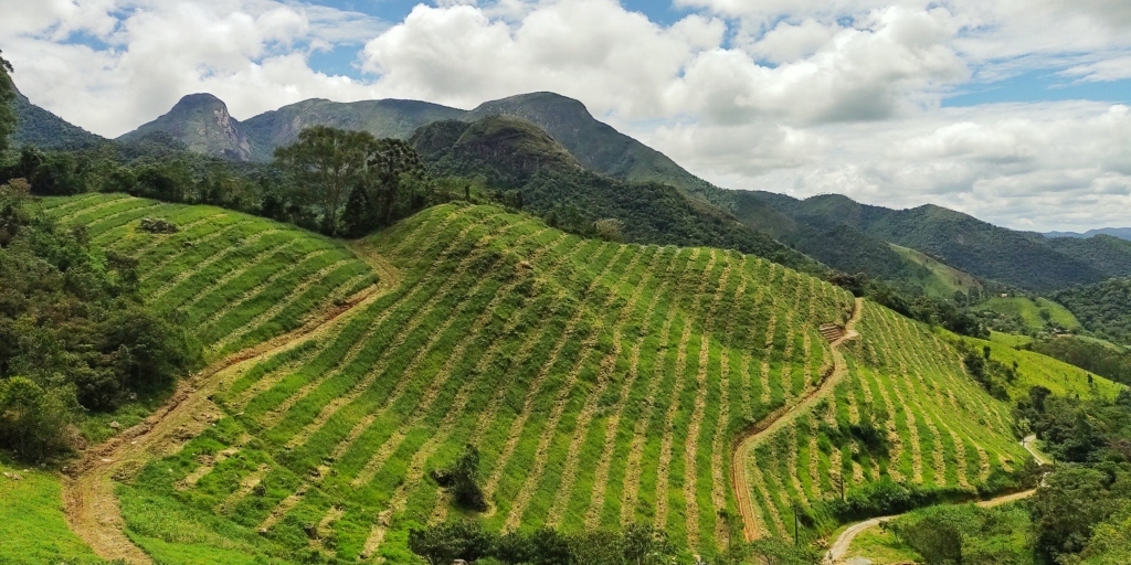 O Mediterrâneo é aqui: produtor planta mais de mil oliveiras e quer fabricar azeite em Nova Friburgo