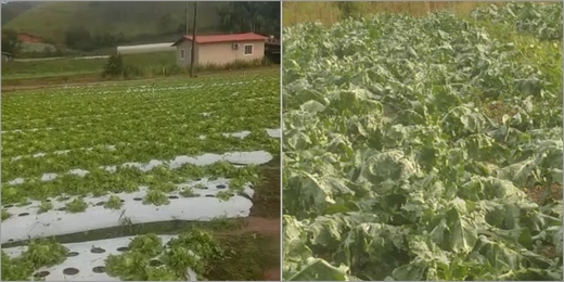  ‘Sabe o que é perder tudo?’: produtores rurais de Friburgo amargam prejuízos após chuva de granizo 