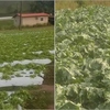  ‘Sabe o que é perder tudo?’: produtores rurais de Friburgo amargam prejuízos após chuva de granizo 