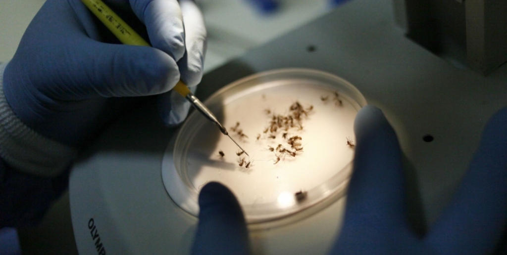 Novo tipo de dengue e tendência de alta nos casos criam alerta no Estado do Rio de Janeiro